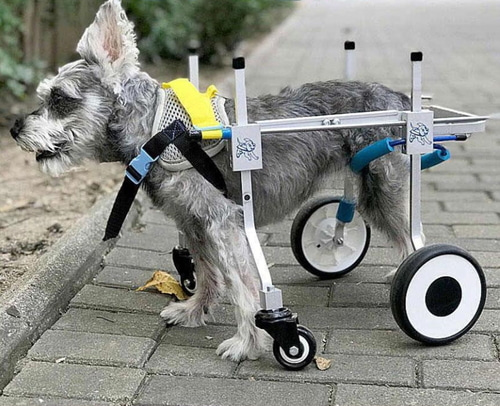 강아지용 휠체어
